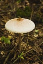 Large white drumstick mushroom