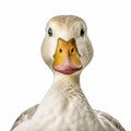Realistic Hyper-detailed Portrait Of A White Duck On White Background