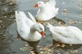 Large white ducks with an orange beaks are reflected in the water. Royalty Free Stock Photo