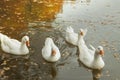 Large white ducks with an orange beaks are reflected in the water. Royalty Free Stock Photo