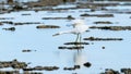 Large white eastern reef egret Royalty Free Stock Photo