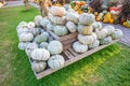 Large white eatable pumpkins lying on a wooden pyramid at a farm for sale during harvest season in October, high angle view Royalty Free Stock Photo