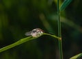 Large white-faced darter dragonfly perched on green reed