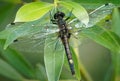 Large White-faced Darter - Leucorrhinia pectoralis or yellow-spotted whiteface small dragonfly genus Leucorrhinia in the family