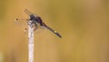 Large white-faced darter perched on reed