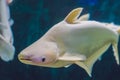 Large white fish with a hump in a tropical aquarium Royalty Free Stock Photo