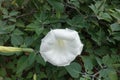 Large white flower of Datura innoxia Royalty Free Stock Photo
