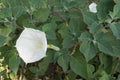 Large white flower of Datura innoxia Royalty Free Stock Photo