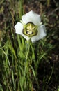 Gunnison\'s mariposa lily