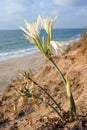 Large white flower Pancratium maritimum