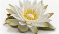a large white flower with yellow stamens on a white background with a reflection of the petals on the water lily\'s petals Royalty Free Stock Photo