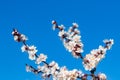 Large white flowers of an apricot tree on a background of blue sky. Bright spring flowers on a tree branch. Warm spring. Royalty Free Stock Photo