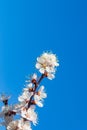 Large white flowers of an apricot tree on a background of blue sky. Bright spring flowers on a tree branch. Warm spring. Royalty Free Stock Photo