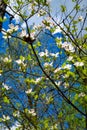 Large white flowers of the Flowering Dogwood tree Royalty Free Stock Photo