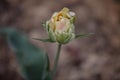 A Lovely Closeup of One White Colored Tulip with Leaves in Against Black Background