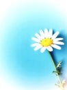 Large white flowers with green stalk and chamomile leaf isolated on a blue background, Studio photography,beautiful wild daisy whi