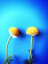 Large white flowers with green stalk and chamomile leaf isolated on a blue background, Studio photography,beautiful wild daisy whi