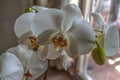 White flowers of the Phalaenopsis orchid with an orange center covered with dark specks and buds on a branch near the window Royalty Free Stock Photo