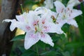 Large white flowers with pink dots of oriental lily Royalty Free Stock Photo