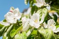 Large white flowers of quince against the blurred background of green leaves and blue sky with the sunny spring sun. Orchard and Royalty Free Stock Photo