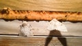 A large white fluffy night moth sits on the wall of a wooden house. Beautiful silkworm in the Altai