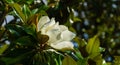 Large white fragrance flower Evergreen Southern Magnolia Magnolia Grandiflora in city park Krasnodar. Blooming magnolia