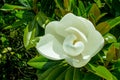 large, white and fragrant flowers of the Magnolia grandiflora, a striking evergreen tree with large, dark green leaves Royalty Free Stock Photo