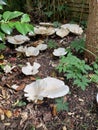 Large White Giant Fungi Royalty Free Stock Photo