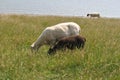 Large white goat with a dark brown small goat eating grass in a field