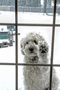 Large White Golden Doodle Outside during snowstorm Looking in Home waiting to go inside. Royalty Free Stock Photo