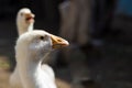 A large white goose looks away,