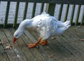 A large white goose with a red beak is walking along a wooden pier in the Pete Sensi Park, NJ Royalty Free Stock Photo