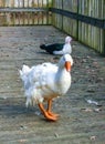 A large white goose with a red beak is walking along a wooden pier in the Pete Sensi Park, NJ Royalty Free Stock Photo