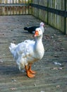 A large white goose with a red beak is walking along a wooden pier in the Pete Sensi Park, NJ Royalty Free Stock Photo