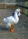 A large white goose with a red beak is walking along a wooden pier in the Pete Sensi Park, NJ Royalty Free Stock Photo