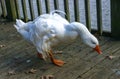 A large white goose with a red beak is walking along a wooden pier in the Pete Sensi Park, NJ Royalty Free Stock Photo