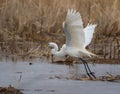 Close up of Great White Egret taking flight from marsh water Royalty Free Stock Photo