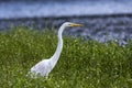 Great Egret bird close up, Georgia USA Royalty Free Stock Photo