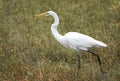 Great Egret heron in a marsh pond in Georgia USA Royalty Free Stock Photo