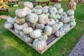 Large white green eatable pumpkins lying on a wooden pyramid at a farm for sale during harvest season in October, high angle view Royalty Free Stock Photo
