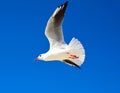Large white gull flies against a blue clear sky Royalty Free Stock Photo