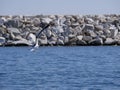 A large white gull flies over the sea in the bay on a sunny spring day. Seabirds searching for food near the shoreline Royalty Free Stock Photo