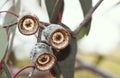 Large white gumnuts of the Australian native Silver Princess, Eucalyptus caesia, family Myrtaceae Royalty Free Stock Photo