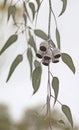 Large white gumnuts and grey green leaves of the Australian native Silver Princess, Eucalyptus caesia Royalty Free Stock Photo