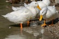 Large white heavy Pekin Aylesbury Ducks in shallow water