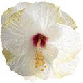 Large white hibiscus flower on white isolated background Royalty Free Stock Photo