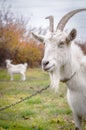 Large white horned goat on a chain Royalty Free Stock Photo