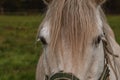 Large white horse close up. Horse standing in a field which his sloping down to the left with some trees as background