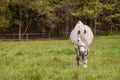 Large white horse close up. Horse standing in a field which his sloping down to the left with some trees as background