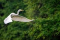Large white Intermediate Egret with wings spread flying over lush green vegetation and trees Royalty Free Stock Photo